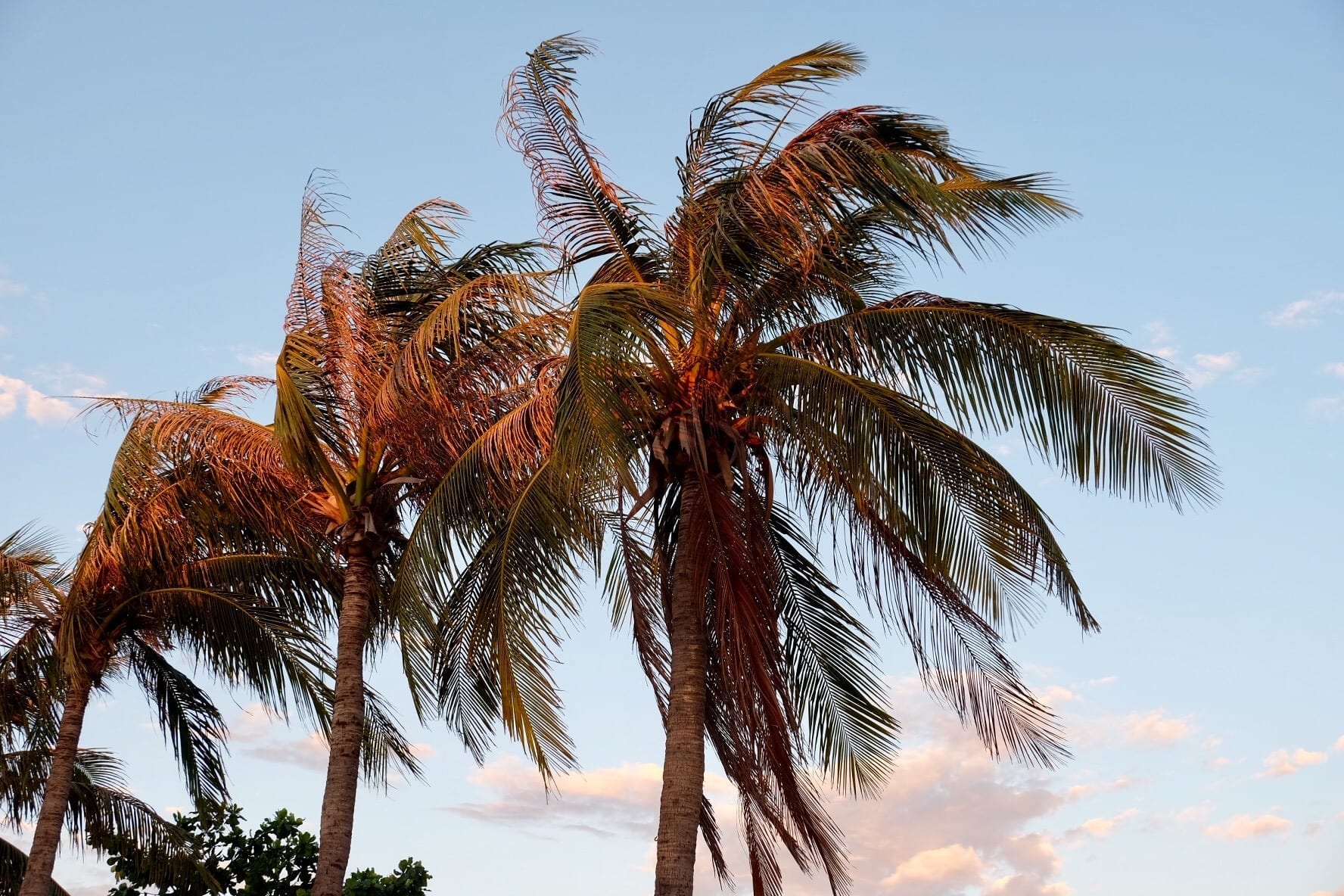 Palm Trees in Broome