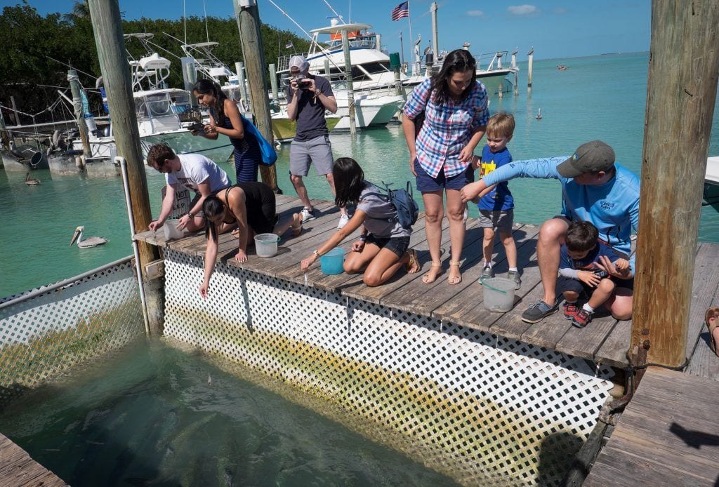 People crouched on a dock, feeding small fish to the giant tarpon fish in the water!