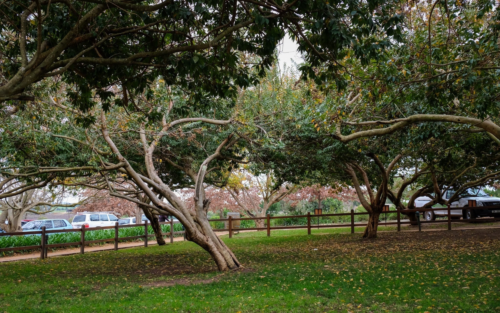 stellenbosch university tourism