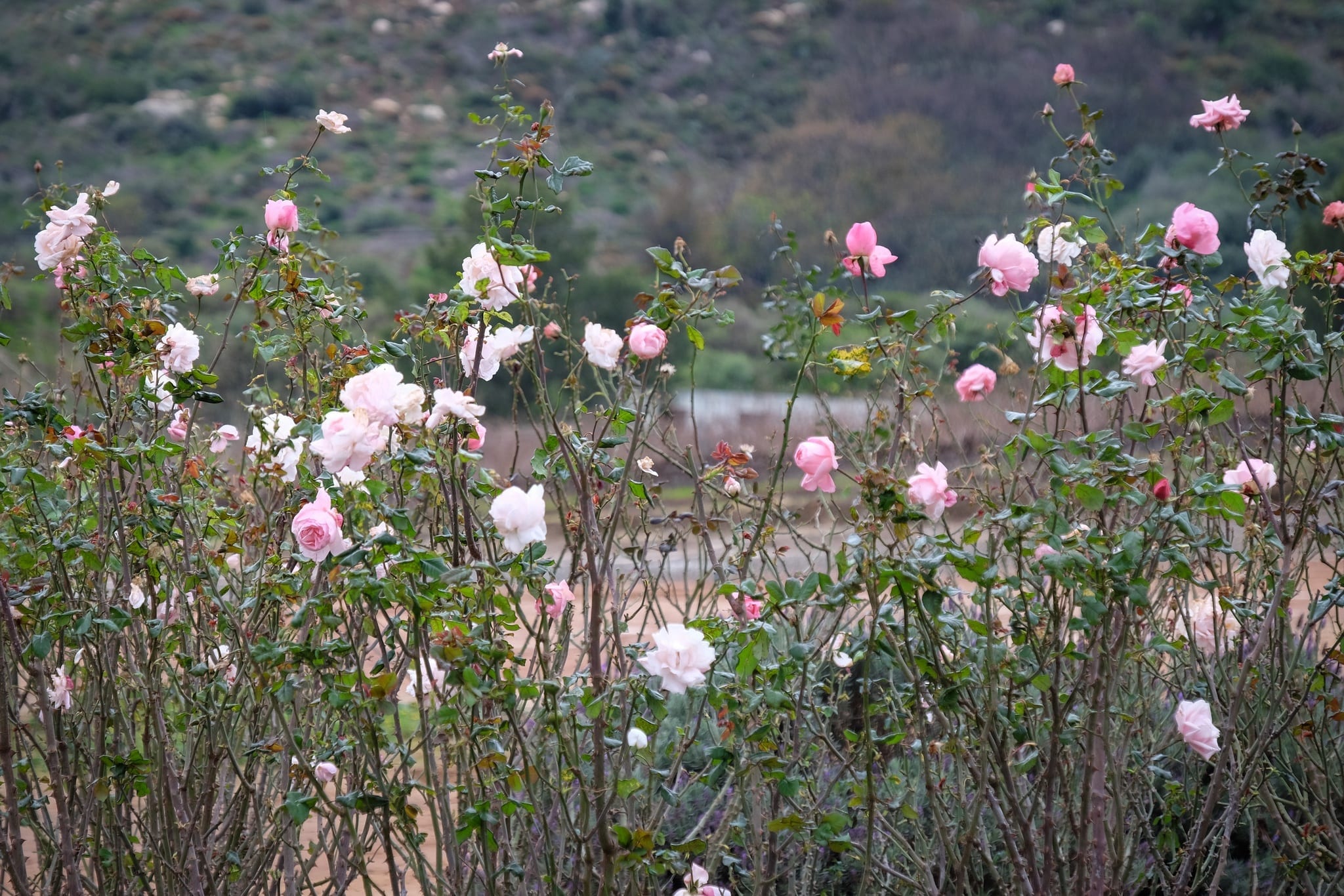 stellenbosch university tourism