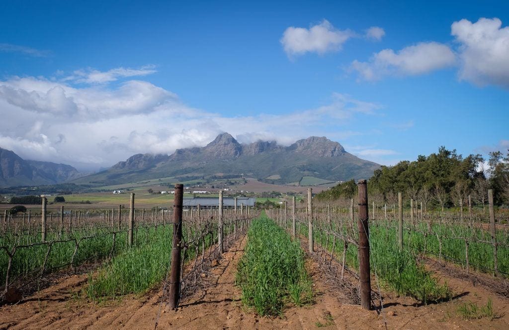 Rows of vines at a vineyard in Stellenbosch, South Africa, mountains in the background.