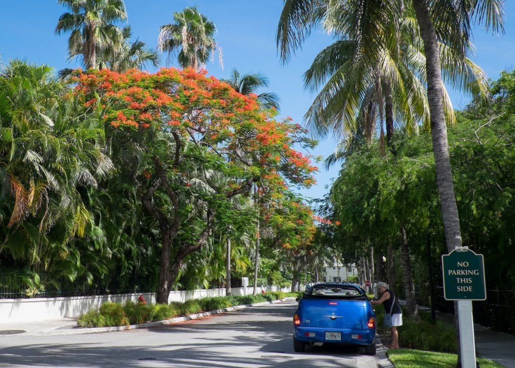 A woman talks to someone in a bright blue PT Cruiser convertible parked next to a "NO PARKING THIS SIDE" sign on a long street edged with trees with bright orange flowers.