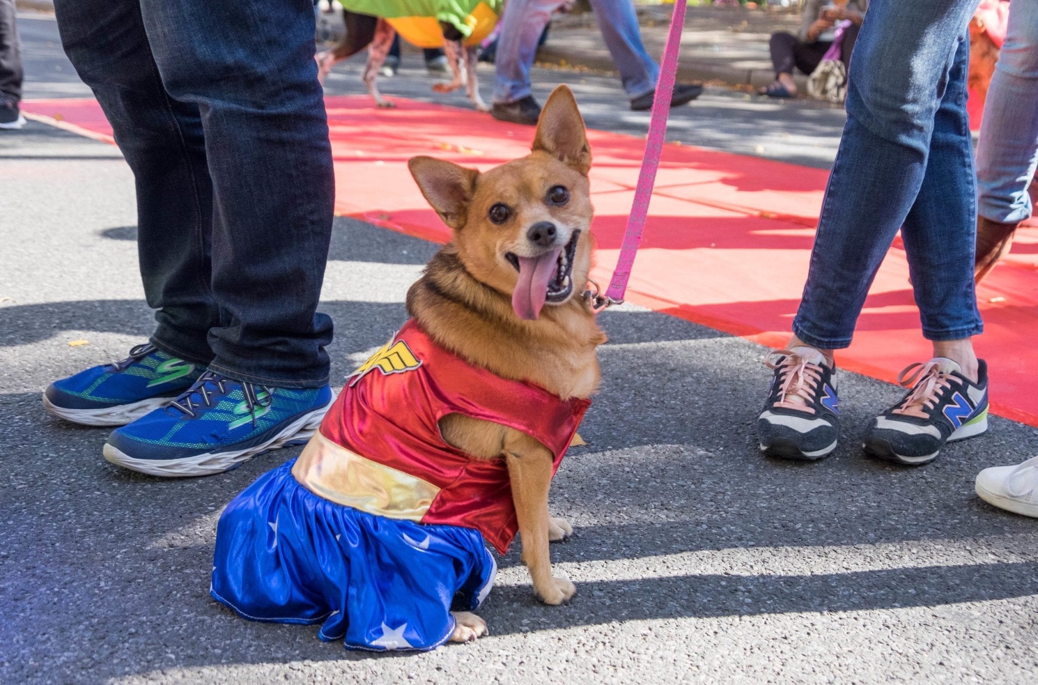 dog fisherman costume