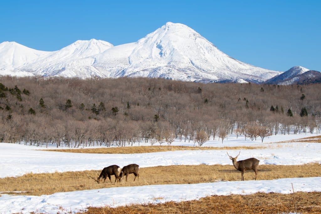 Three deer feeding in a snowy landscape with a snow-covered mountain behind them.