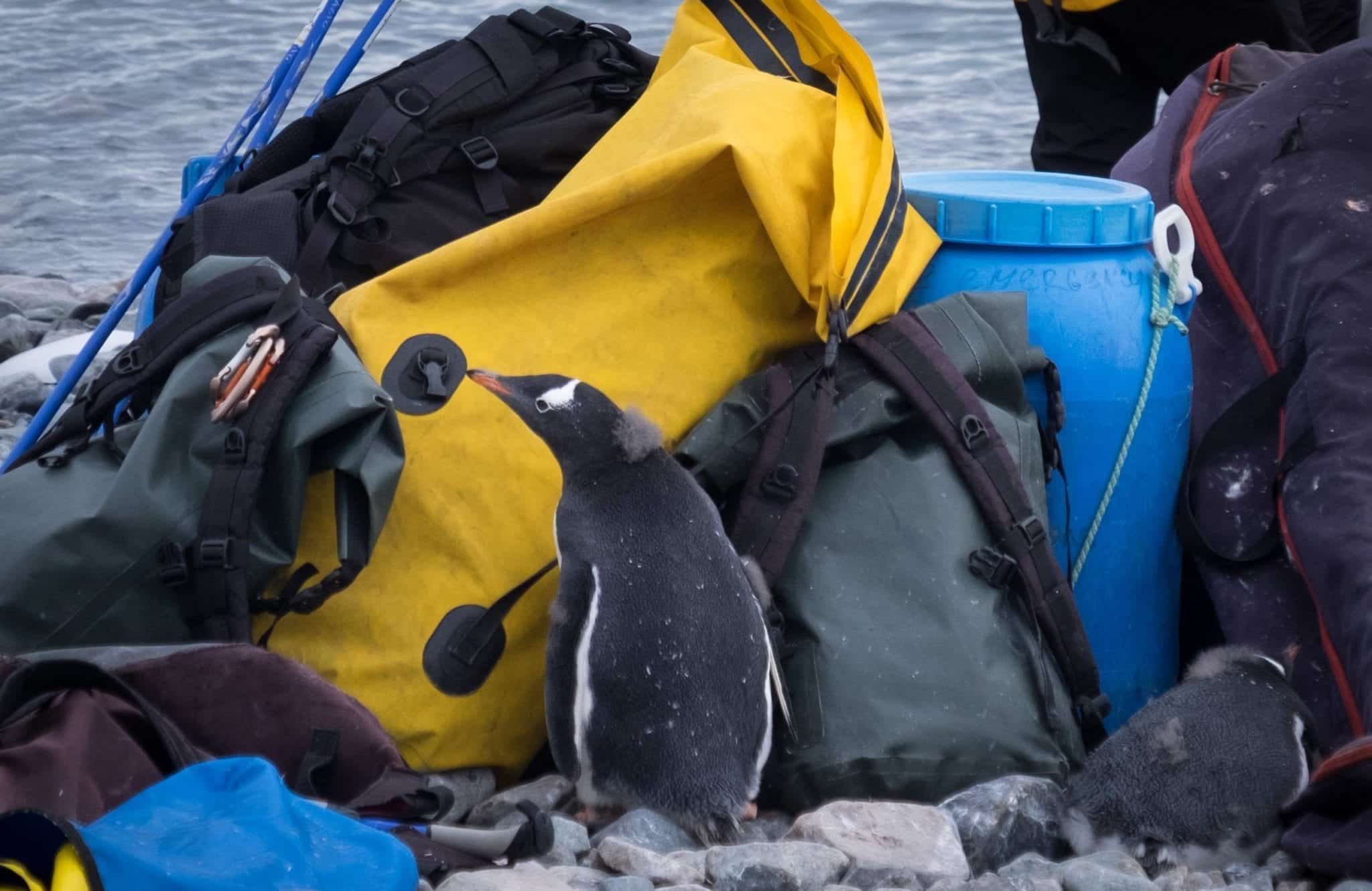 A penguin standing near a pile of Antarctica bags on shore, sniffing them apprehensively.