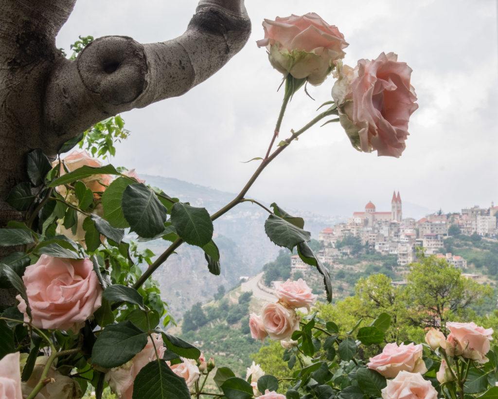 A tree with pale pink roses winding around it; in the background is the city of Bcharré, the orange-topped church tower peeking above the hilltop city on a gray, misty day.