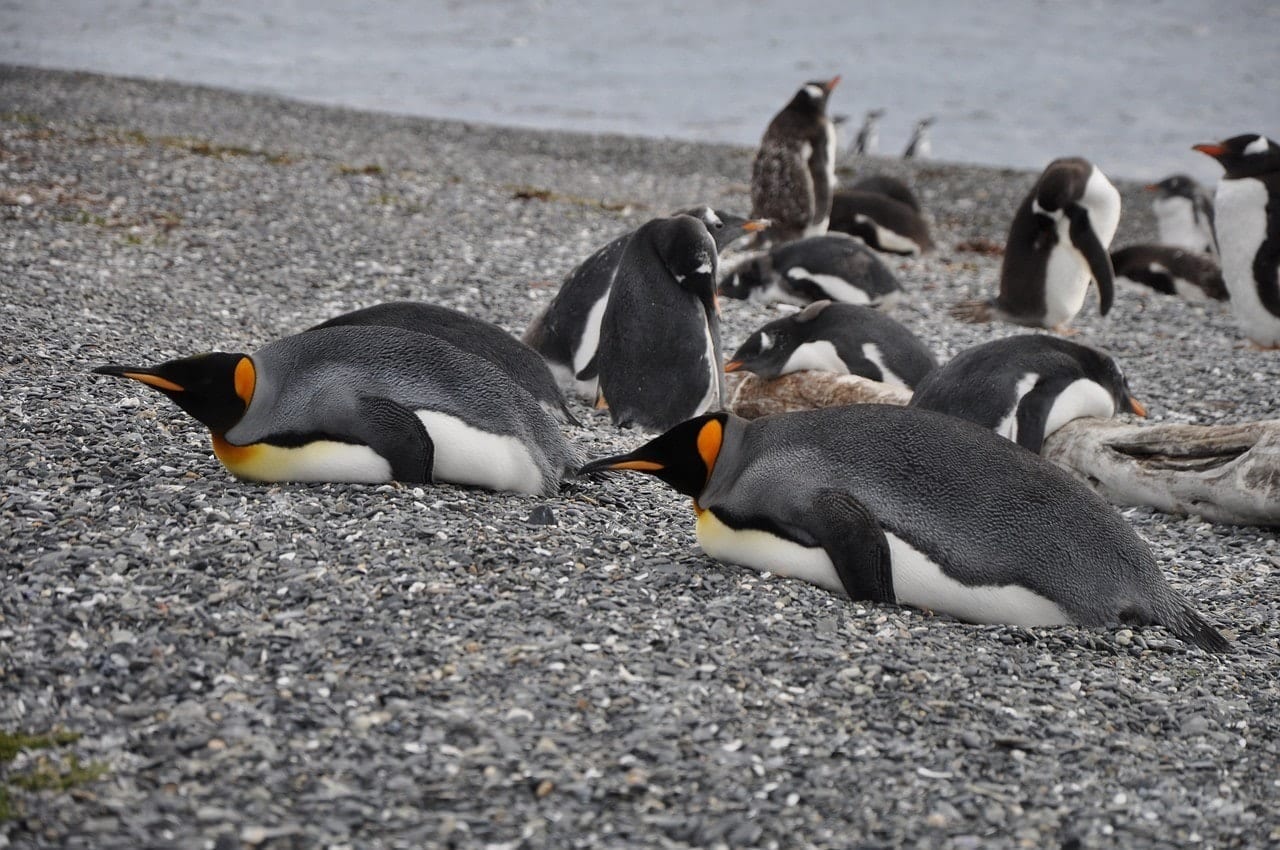 A group of penguins flopping down on a pebbly shore.