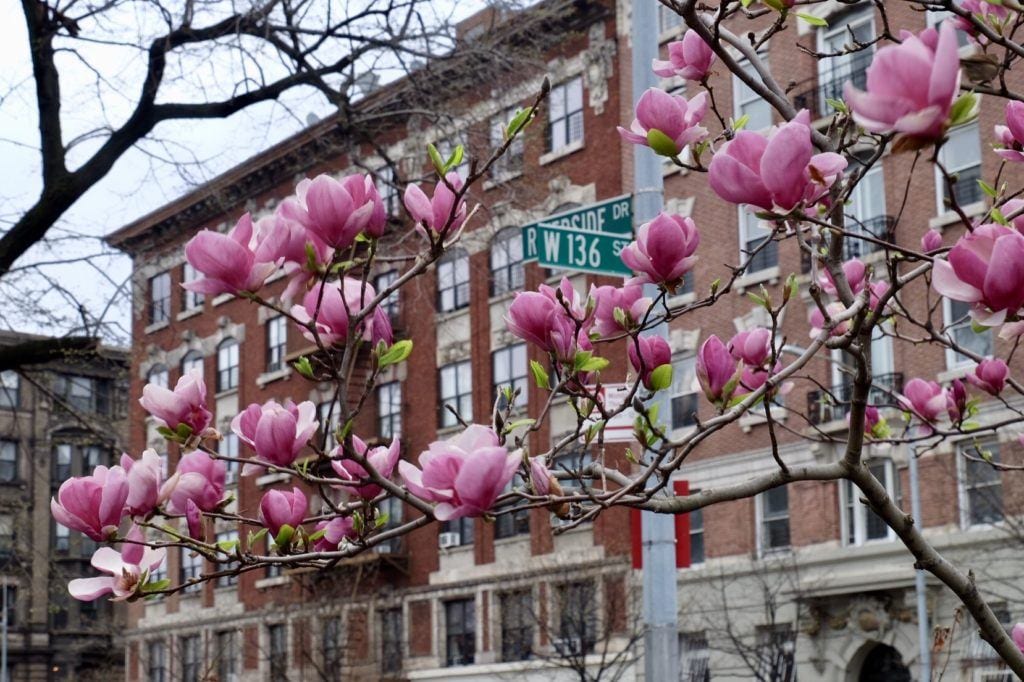 visit ny in november Pink blossoms on a tree in bloom against a stone and brick building in NYC.