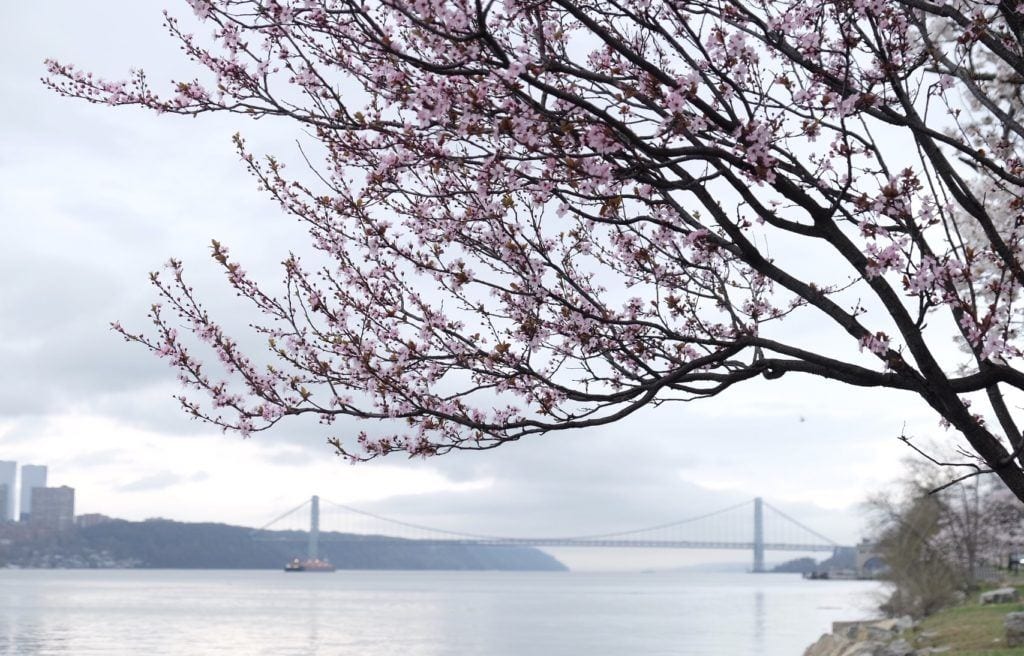 A tree with white blossoms overlooking the George Washington Bridge, between New Jersey and New York.