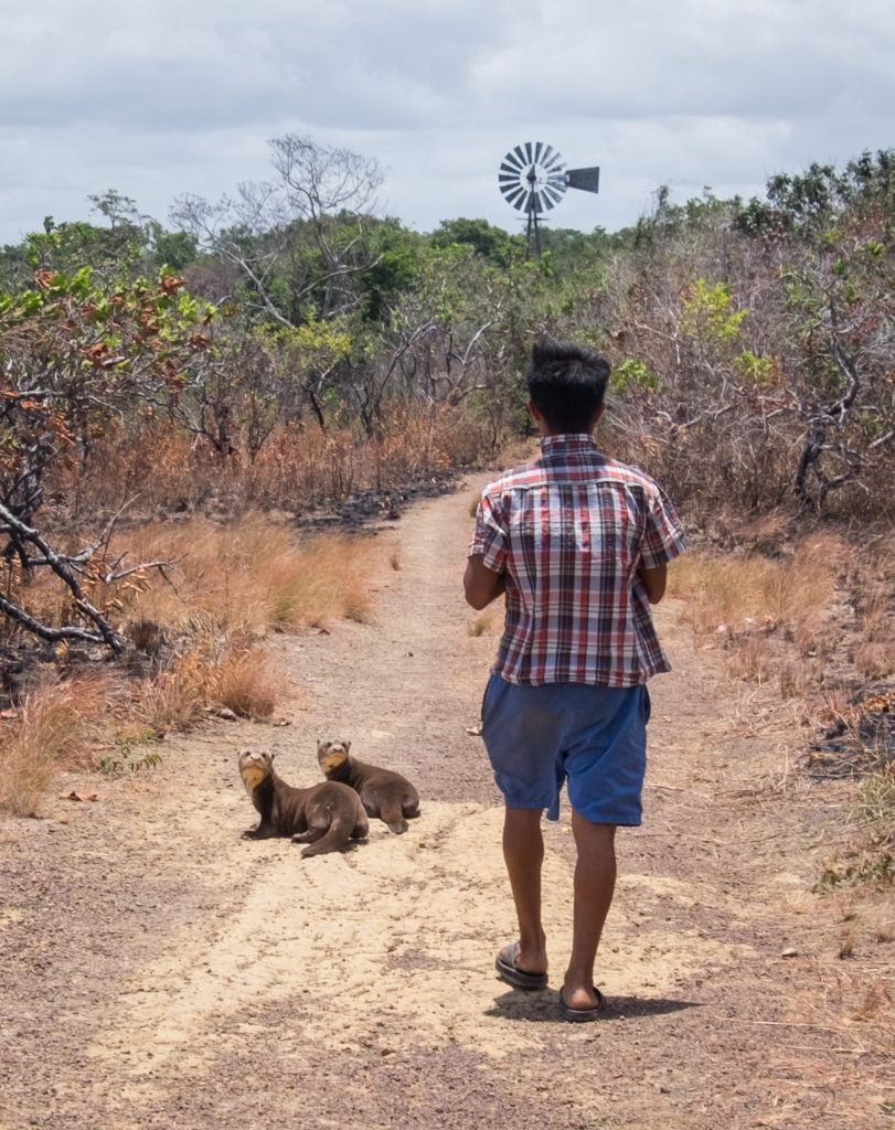 A boy walks down a dirt path and two giant otters turn around and make sure that he's still following them. SO CUTE!!