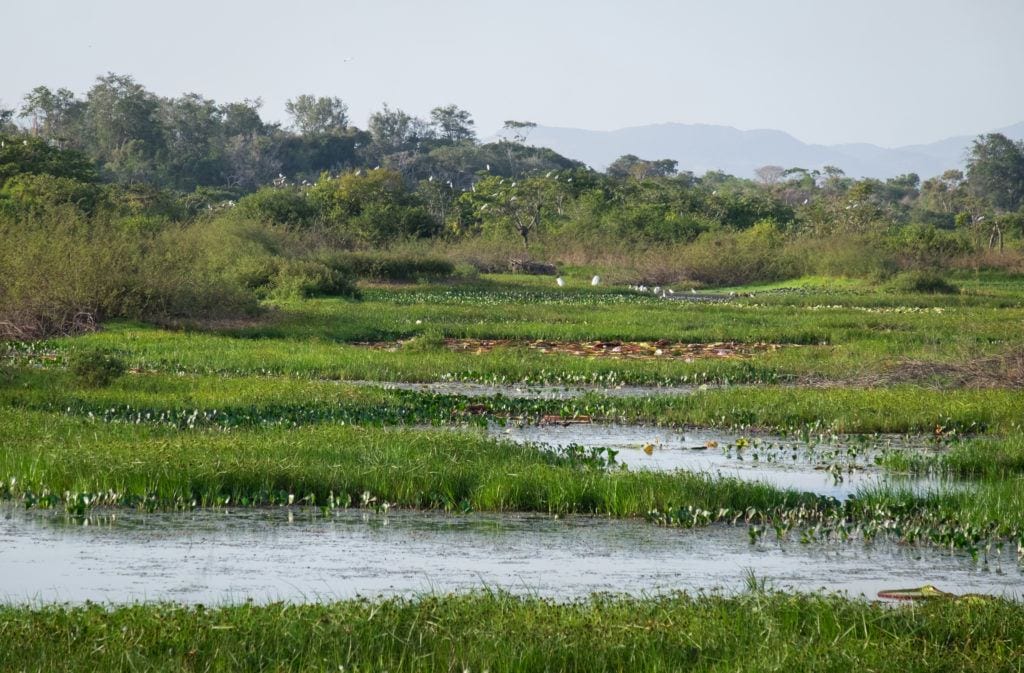 A swampy, marshy area with bright green vegetation peeking in and out of the water in the Rupununi, Guyana.