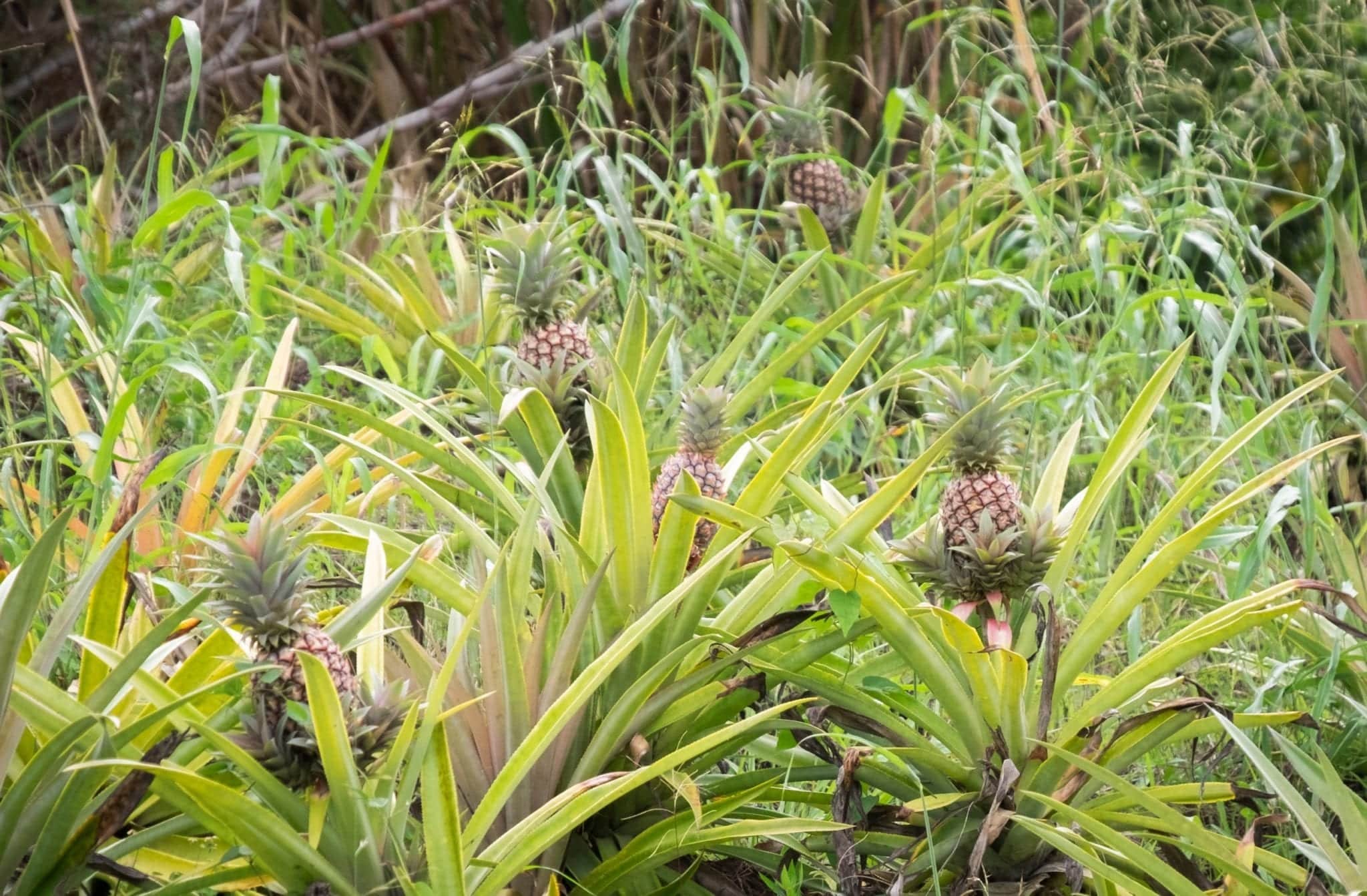 Palms on the side of the road in Antigua. Tiny growing pineapples are springing up from each bush.