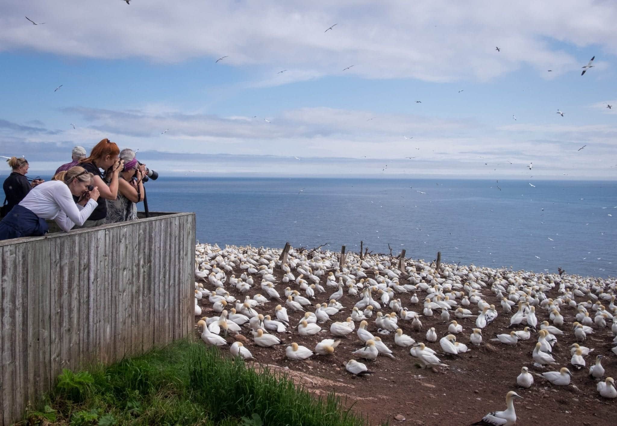 Several women lean over a platform and photograph thousands of white gannet birds in a colony on Bonaventure Island, Quebec.