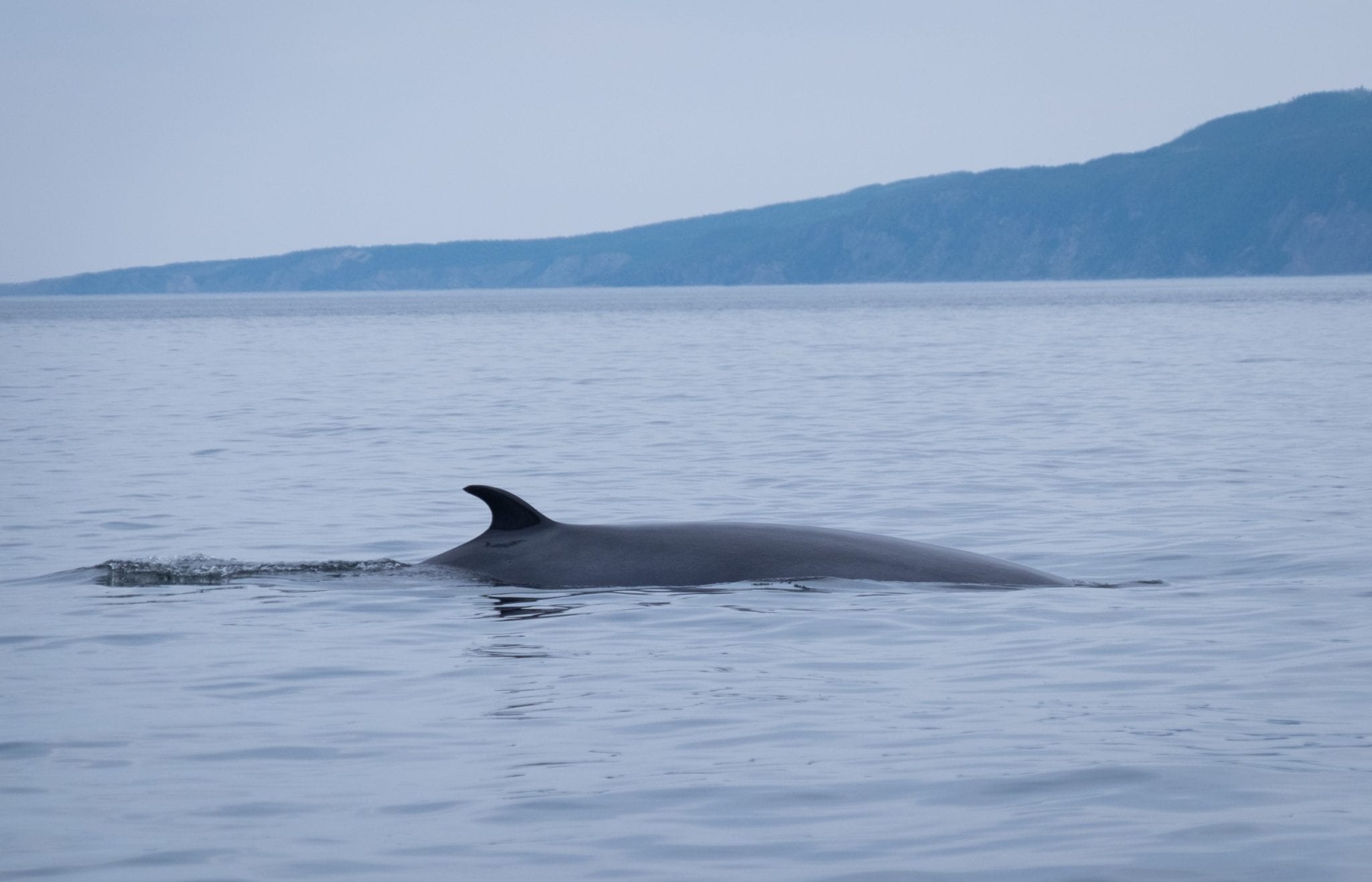 A whale pokes its fin out of the calm water.