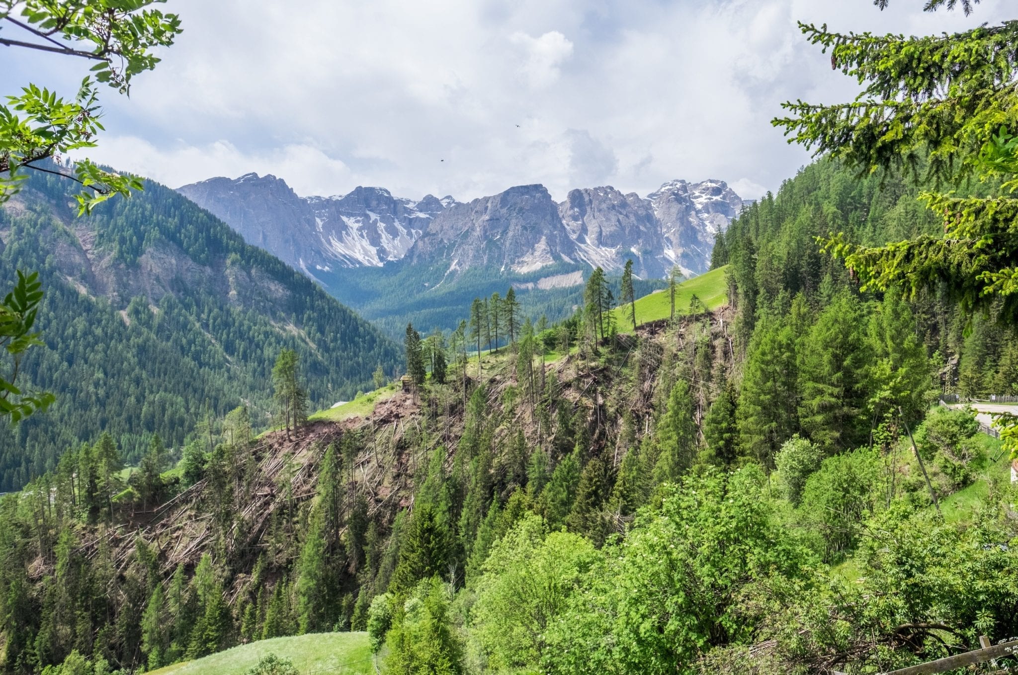 A view of the Dolomites in the background with a hill covered with dead evergreen trees lying on the ground.