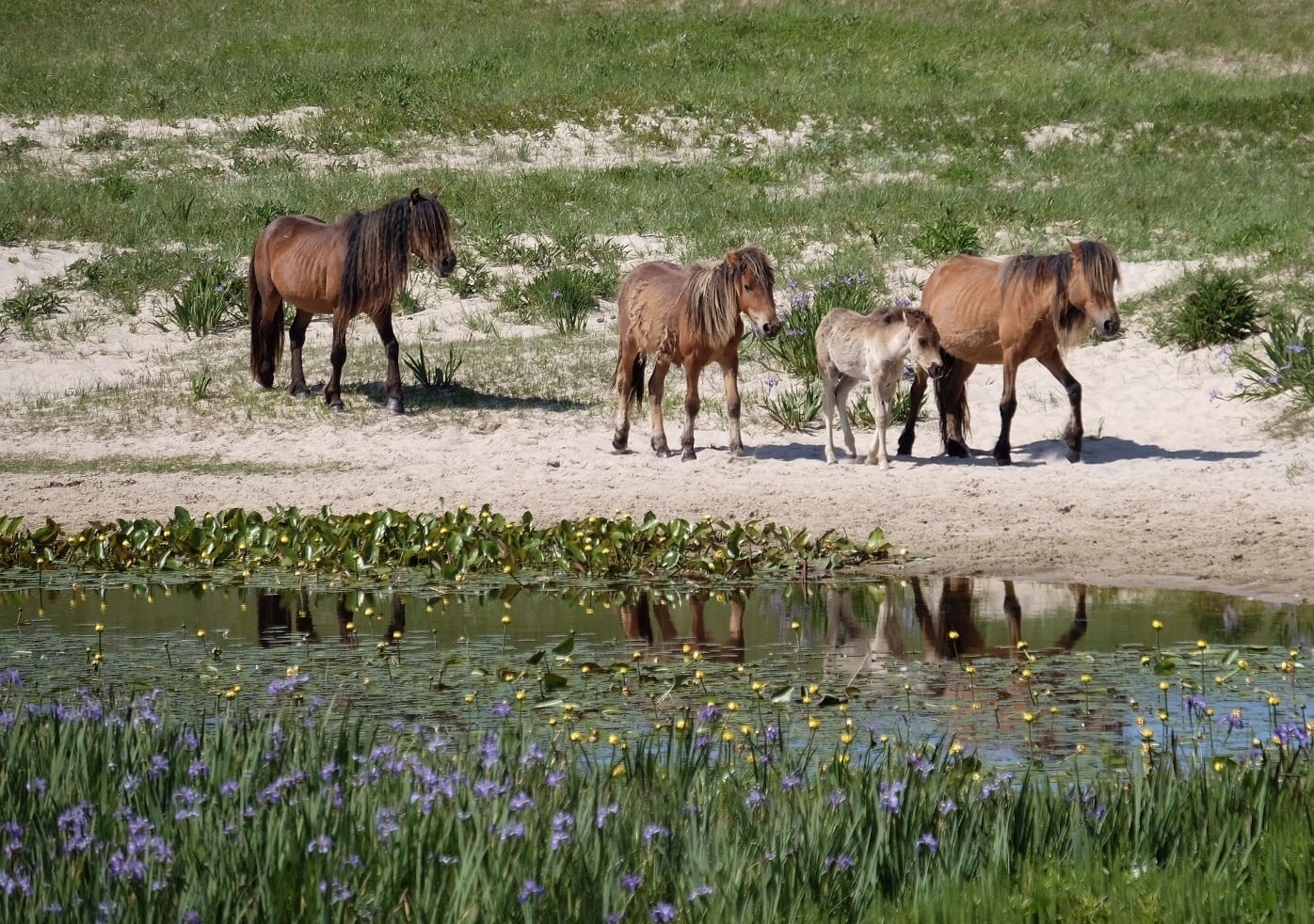 Four horses walking along a lake on sandy Sable Island.