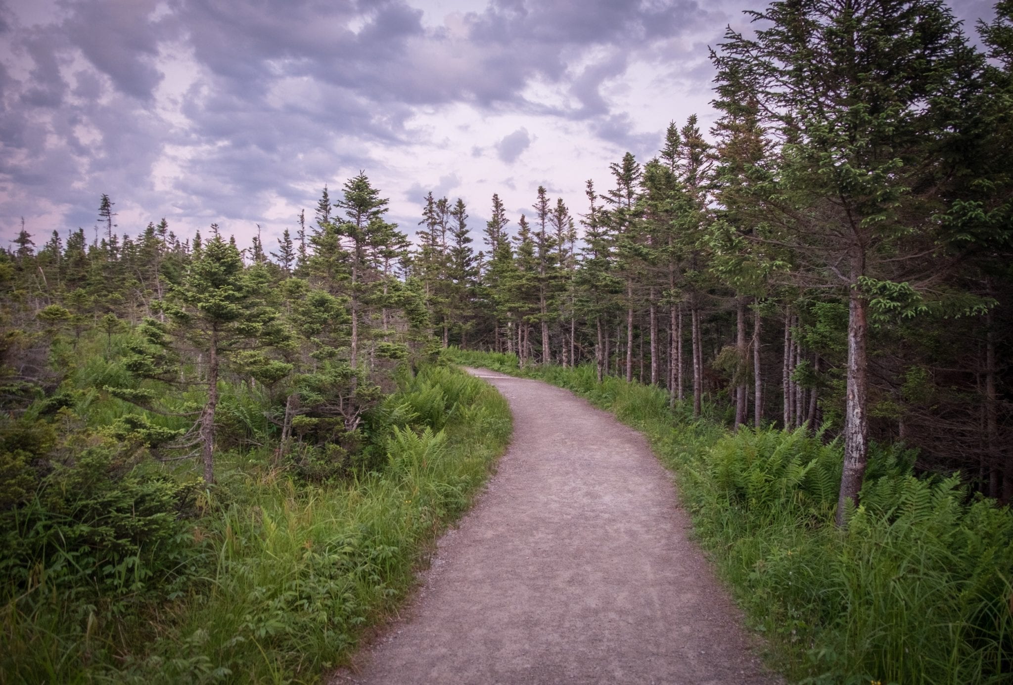 A path through the woods underneath a cloudy purple sky at Cape Breton Highlands National Park.