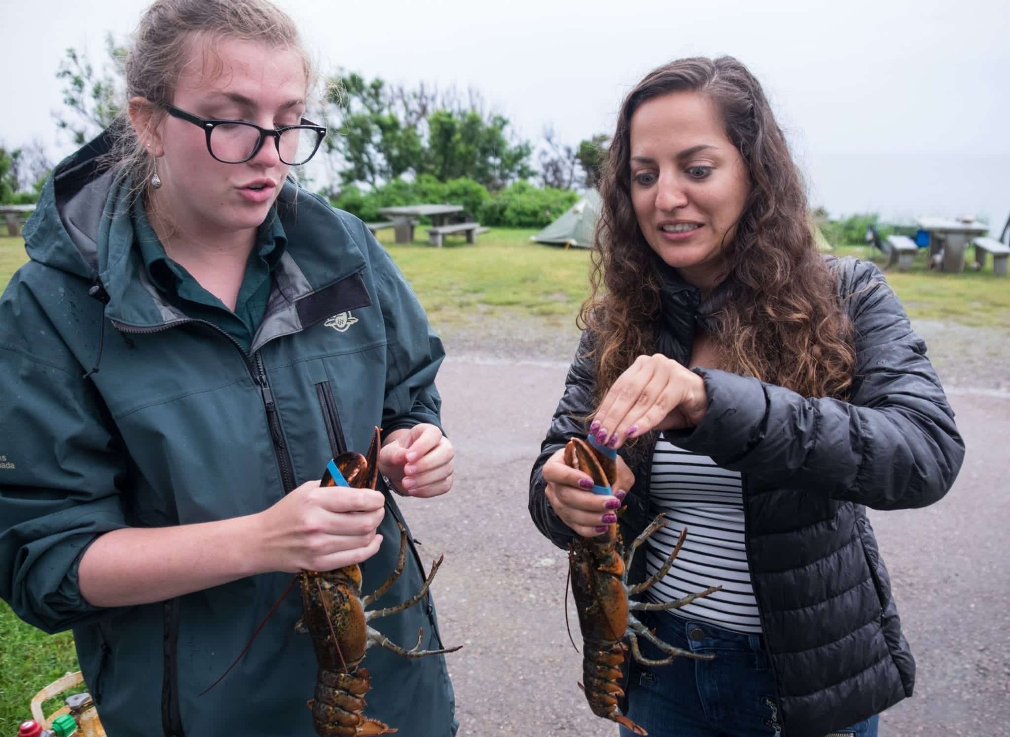 Kate pulls the rubber bands off her lobster's claws and grimaces while her guide pulls them off more expertly.