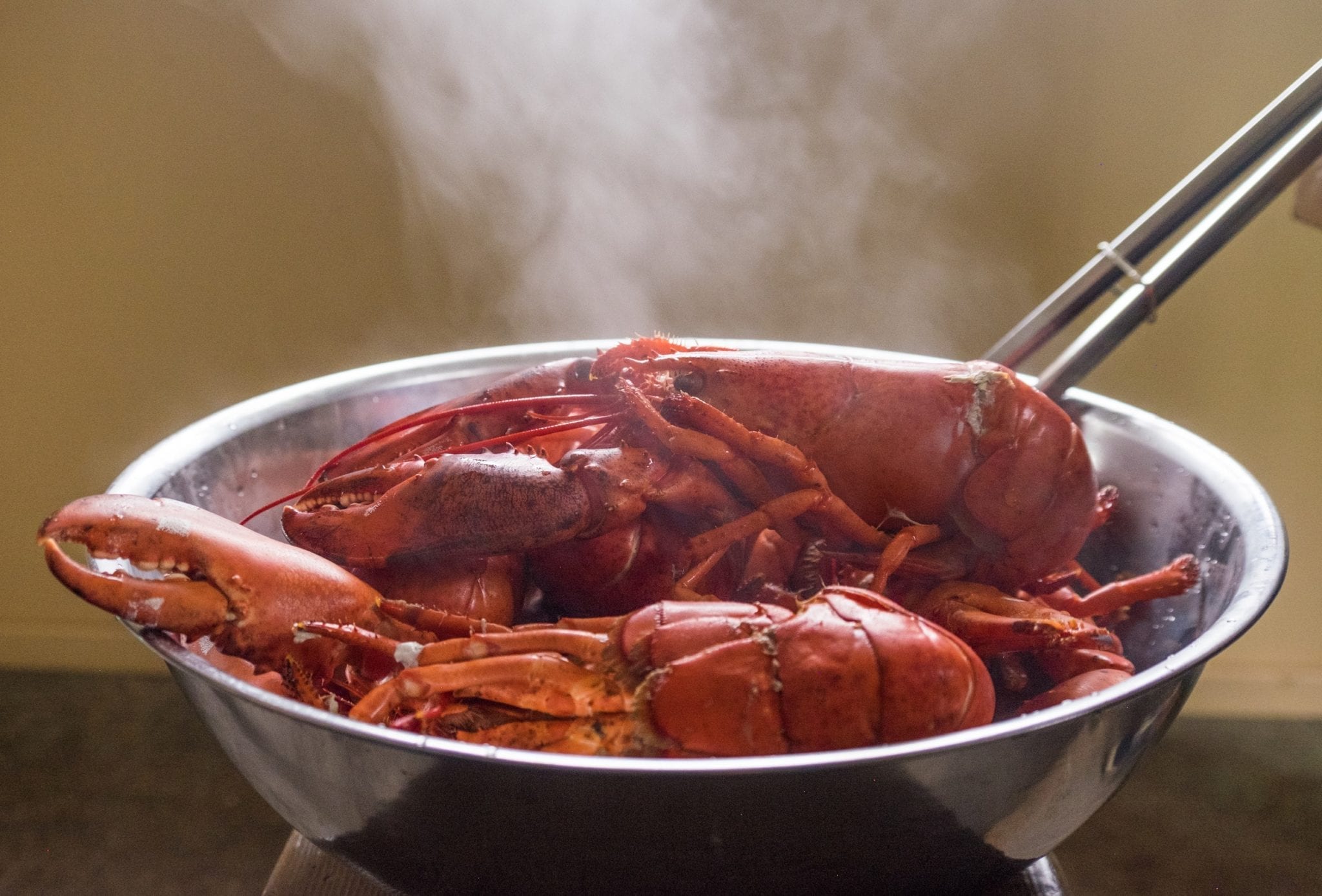 A pot full of bright red lobsters, steam rising up.