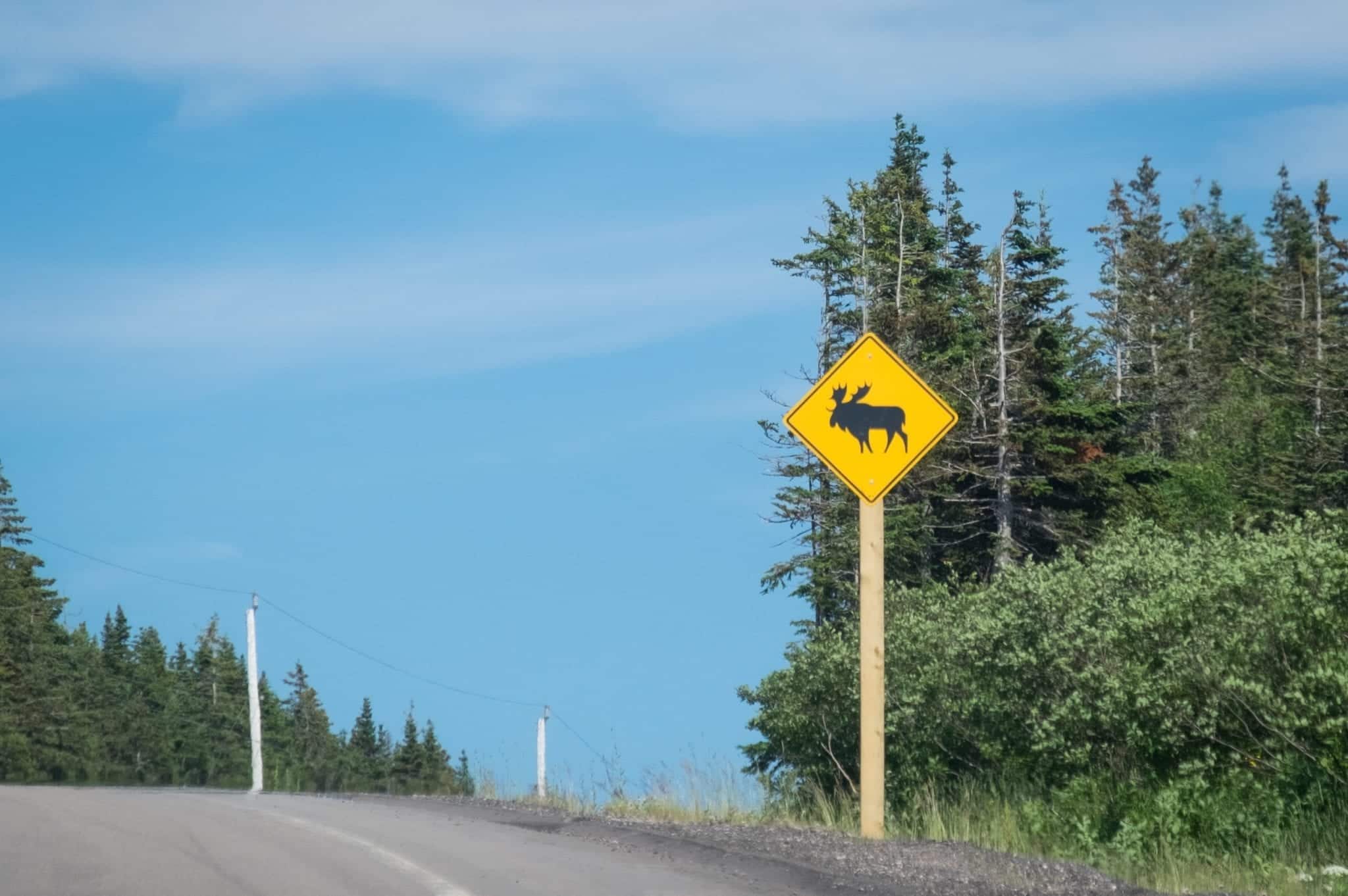 A yellow "Brake for Moose" sign with a moose in the middle of it, o the side road in Cape Breton, Nova Scotia.
