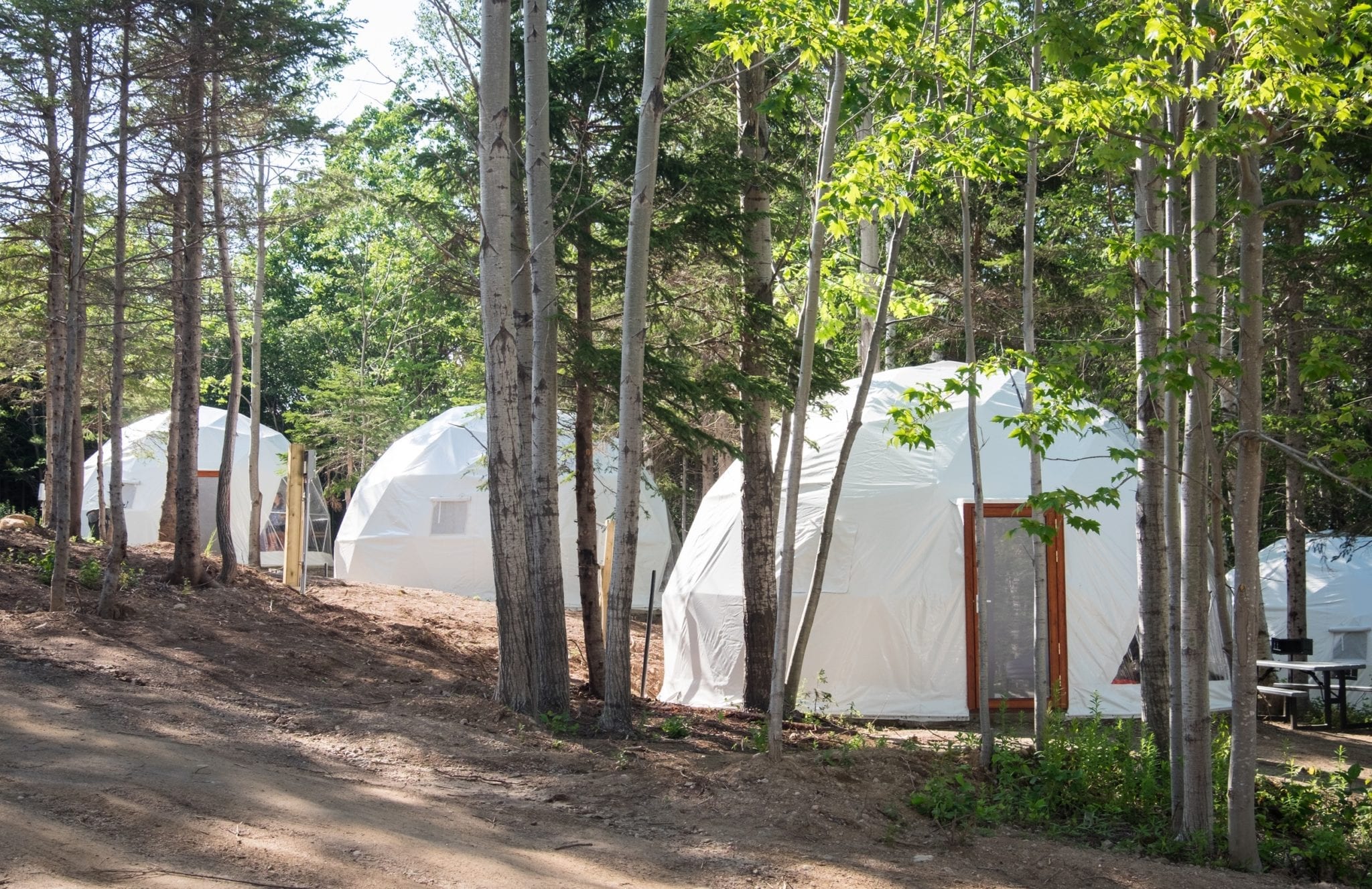 White dome tents behind thin evergreen trees