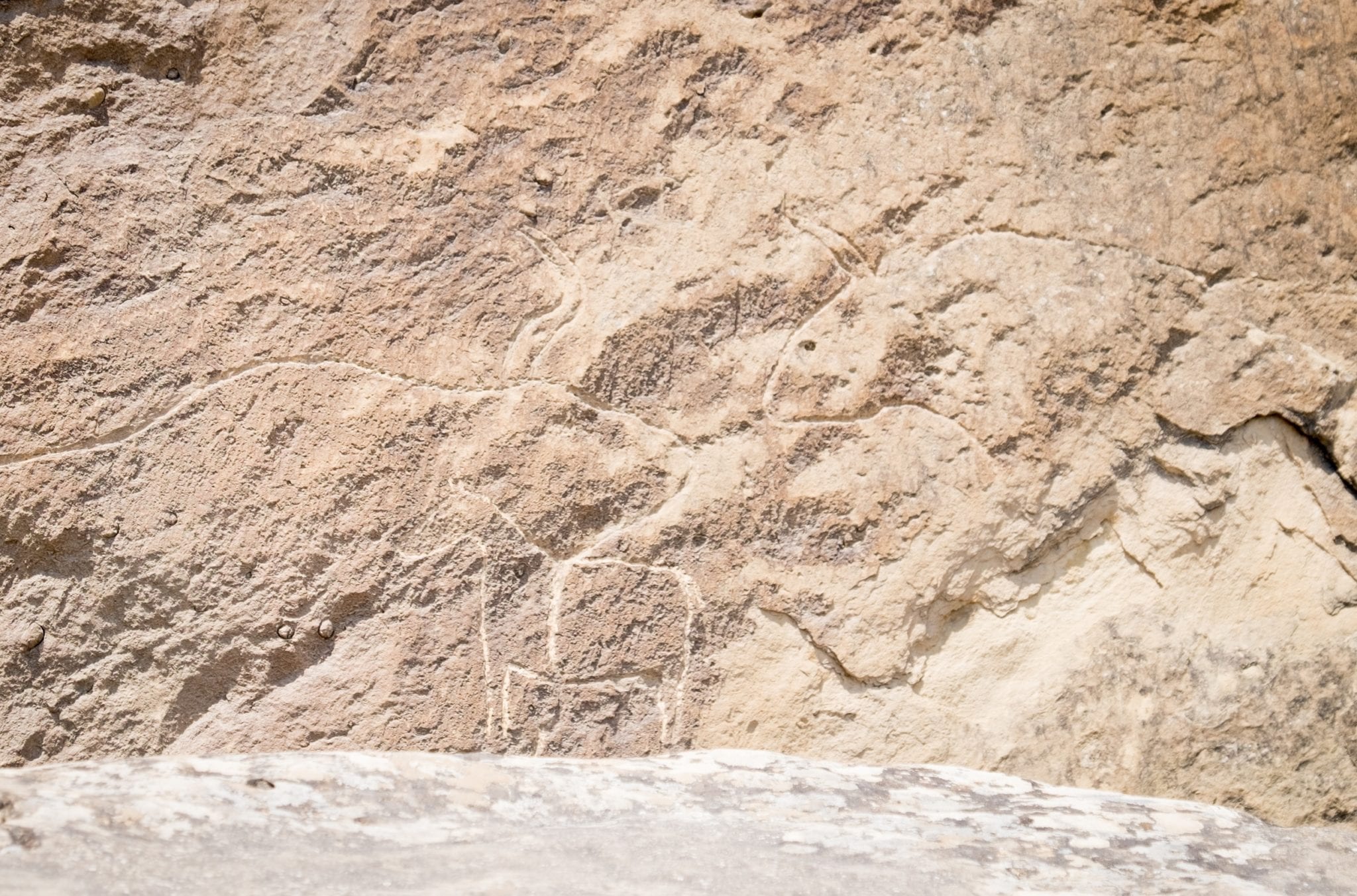  Eine Petroglyphe eines großen Tieres - vielleicht einer Kuh?