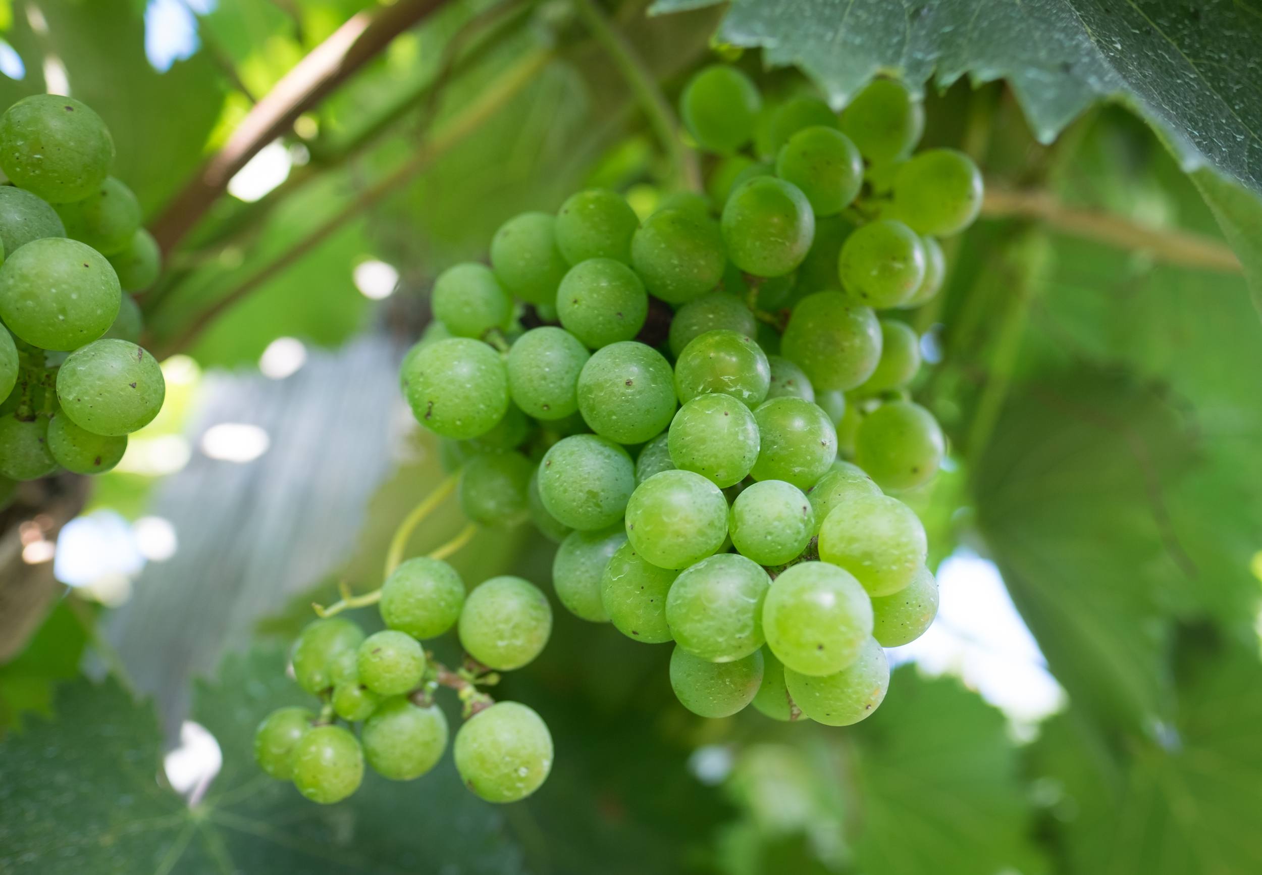 Green grapes nestled among green leaves on a vine.