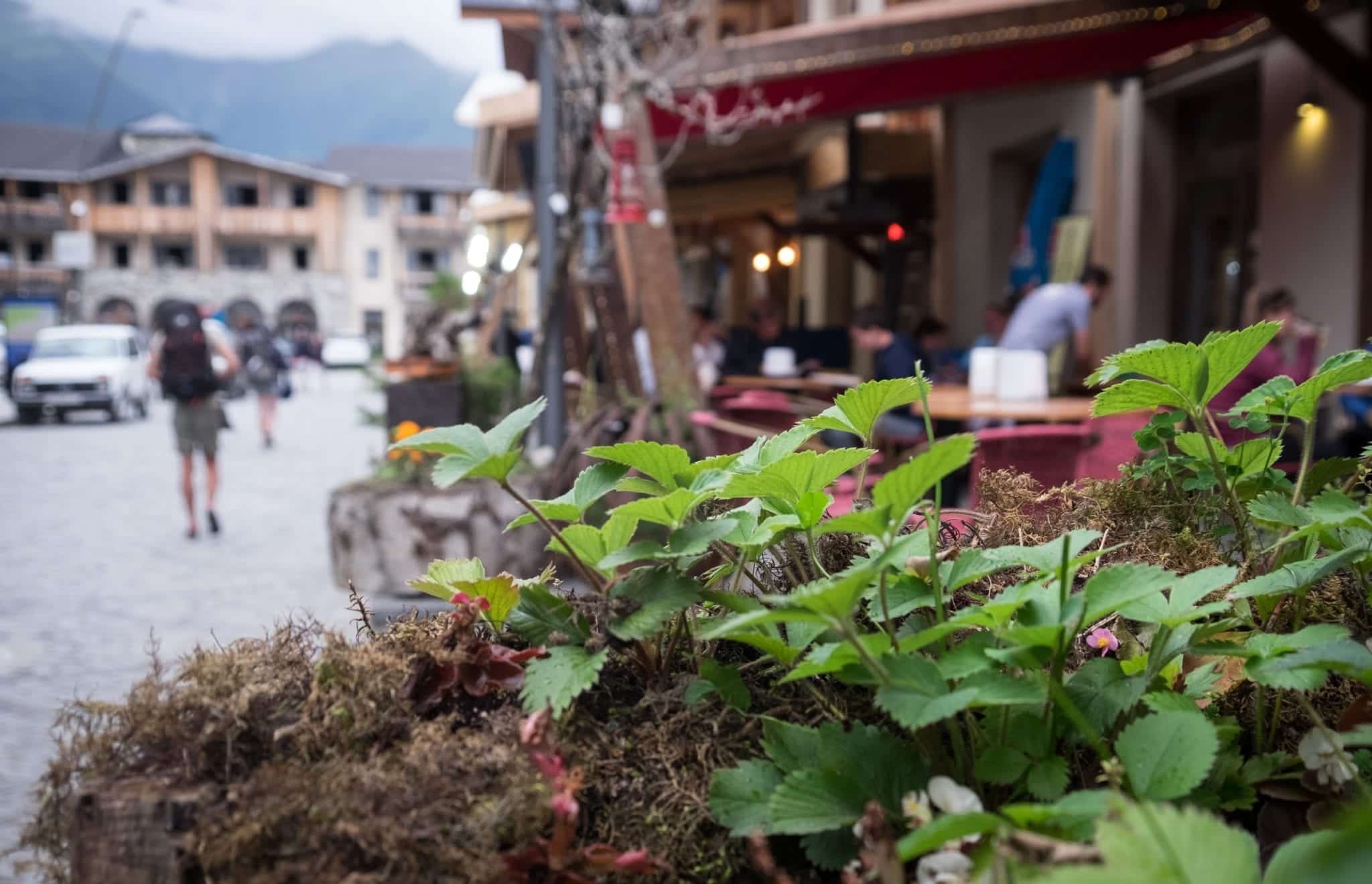 A close up on green plants in a pot; in the background is a cafe and a blurry man with a backpack walking down the street.