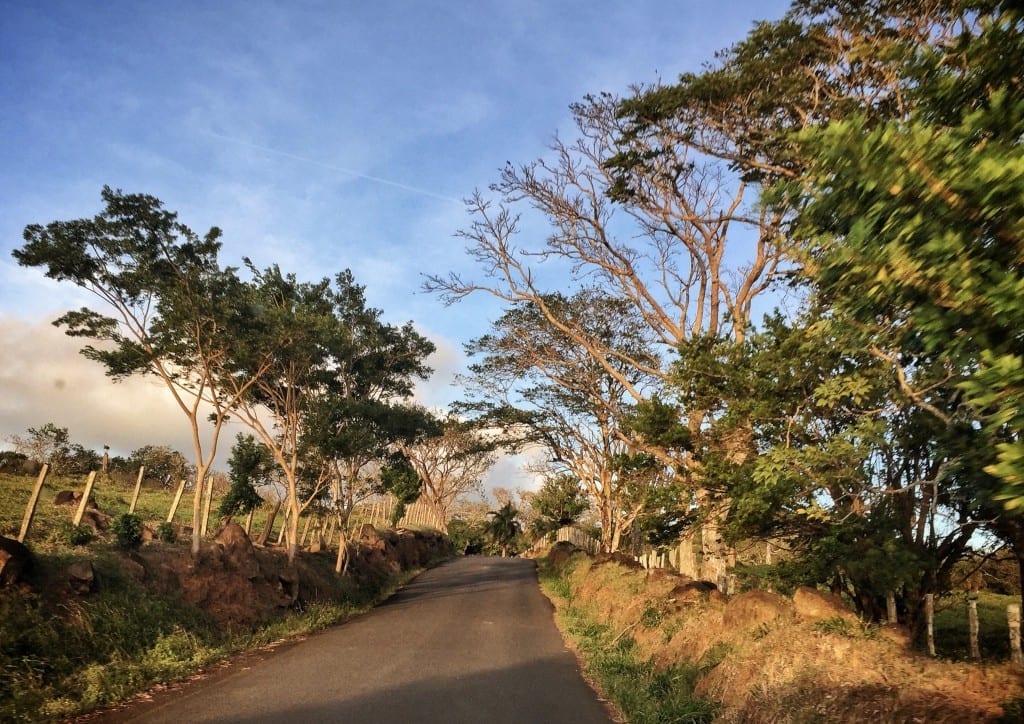 A road in Costa Rica edged with trees, bathed in golden light underneath a blue sky.