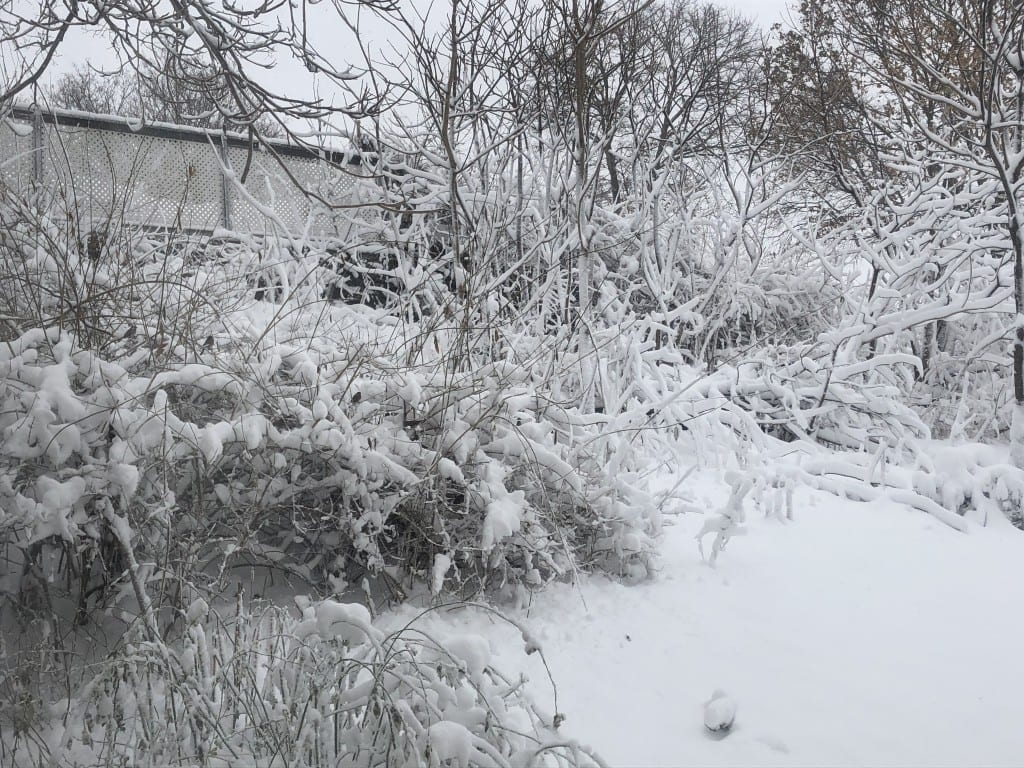 A snowy backyard in Massachusetts.