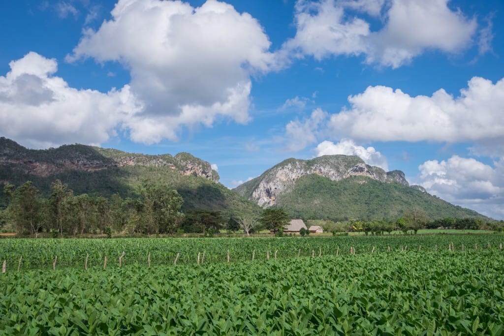 Tobacco fields and mountains underneath a blue sky with puffy clouds.