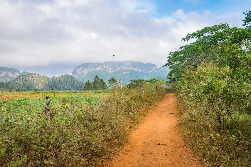 An orange dirt road surrounded by lush greenery, mountains in the background.
