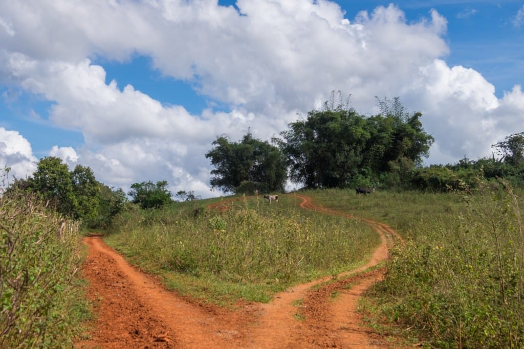 Two orange dirt paths in the Vinales countryside.