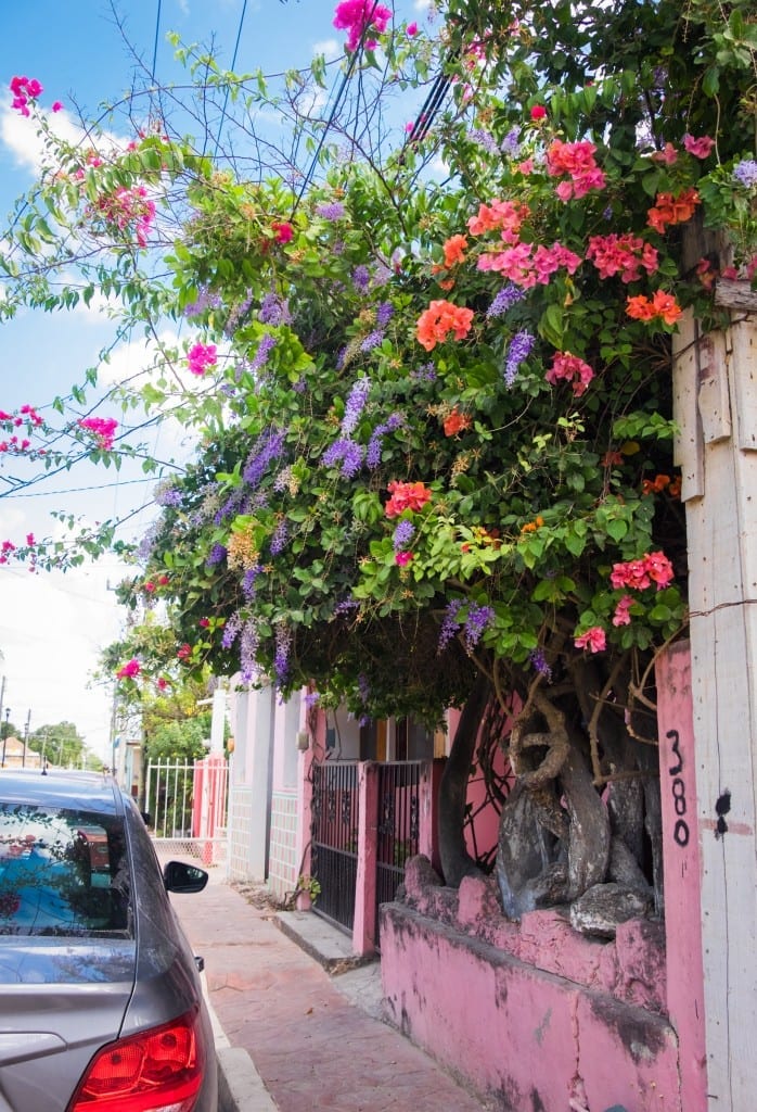 A pink house topped with a bush of bright purple and pink flowers.