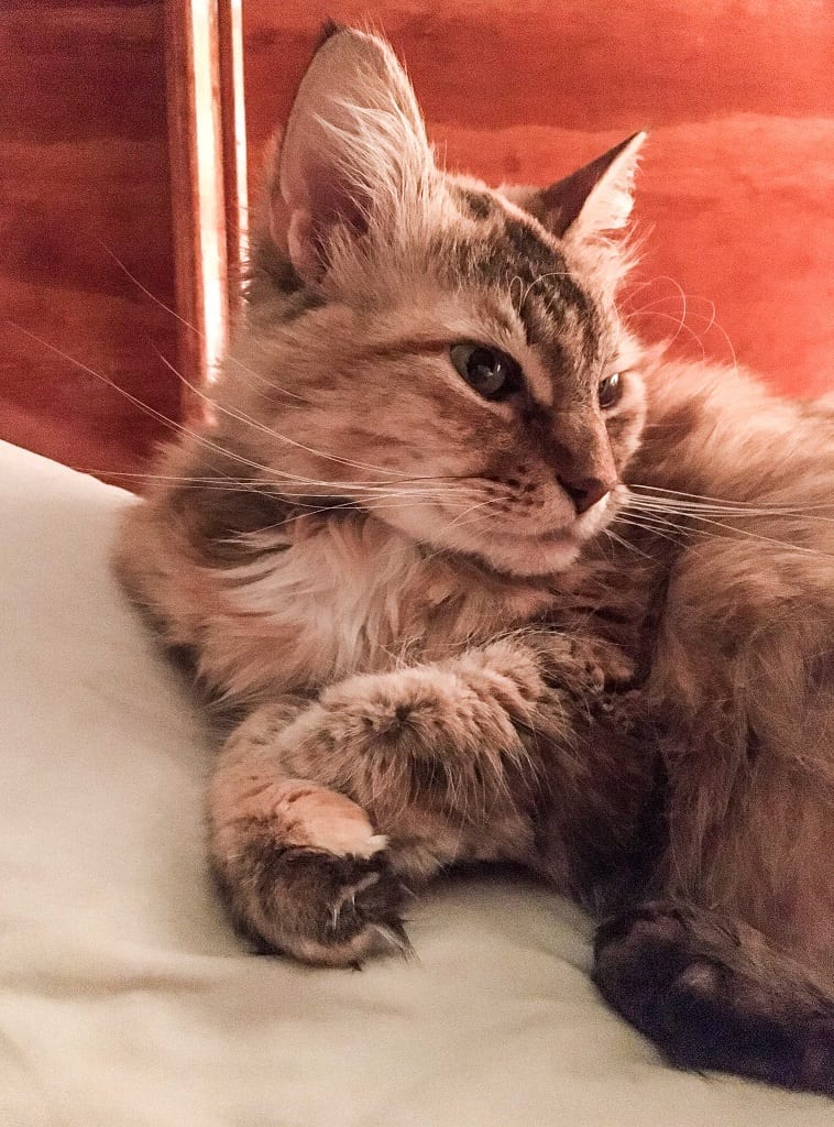 A long-haired gray cat turning sideways and striking a post like a model.