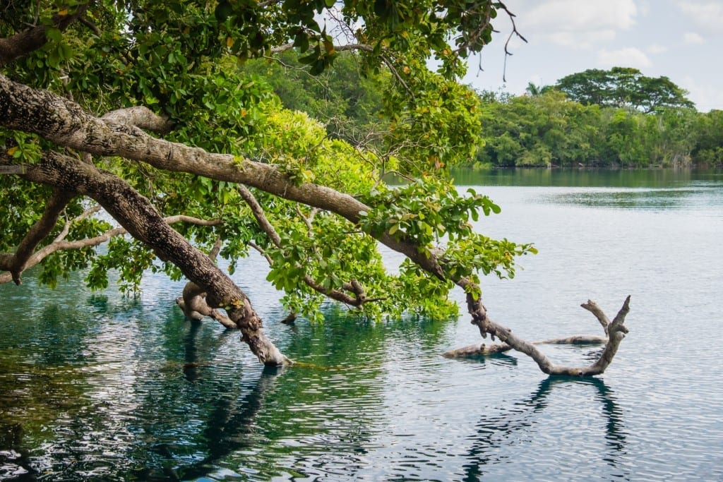 A curved tree branch resting in a lake.
