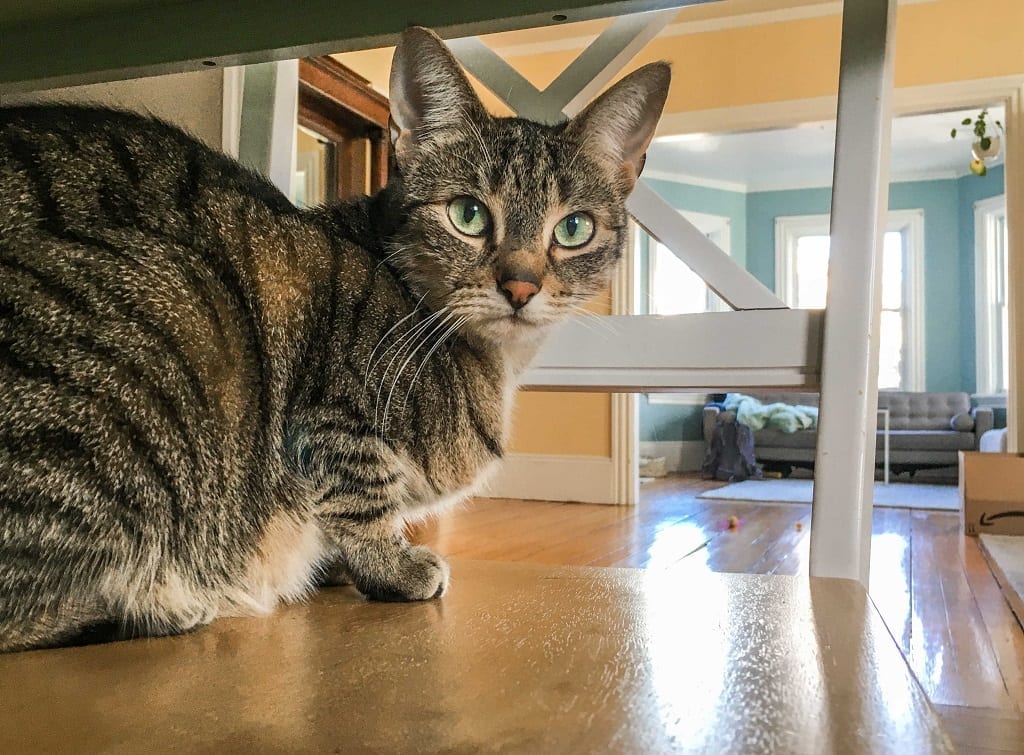 A tabby cat staring intently from underneath a table.