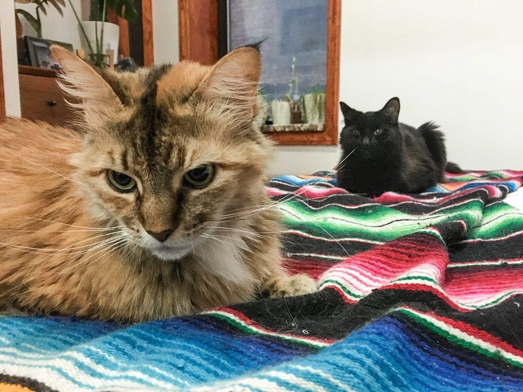 Two long-haired cats, a gray one in front and a black one in black, sitting on a striped blanket.