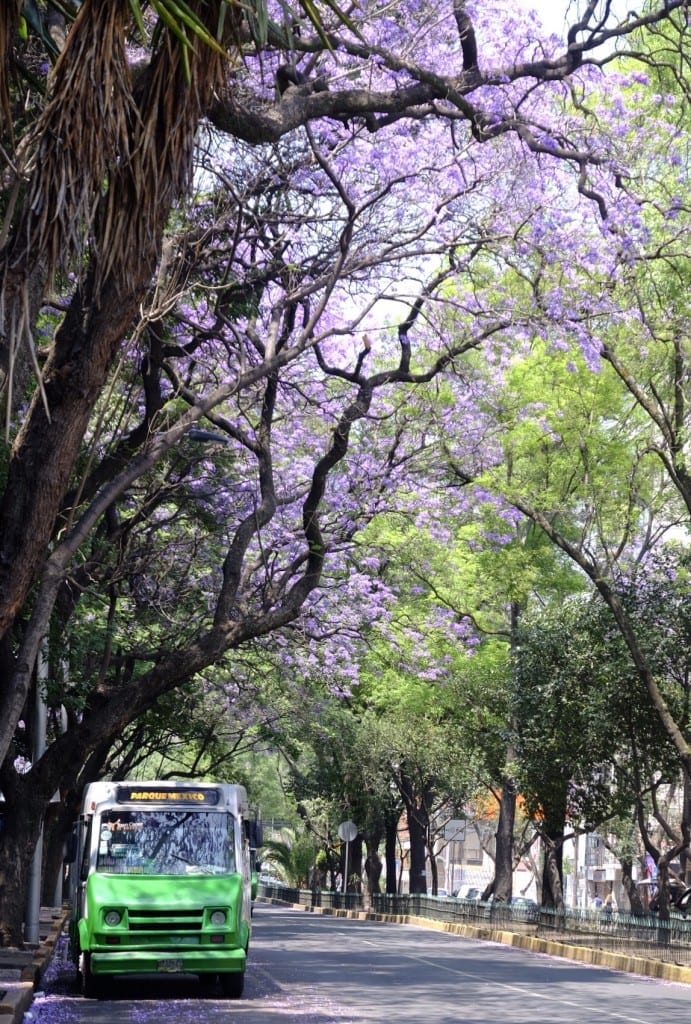 Purple jacaranda trees above a street with a green bus parked on the side.