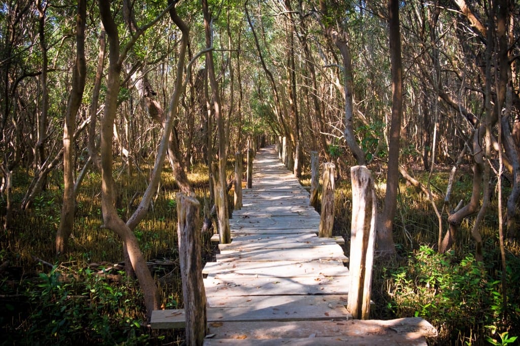 A wooden walkway through a swamp.