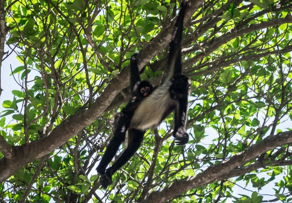 A monkey hanging from a tree with one arm, her baby hanging onto her back.