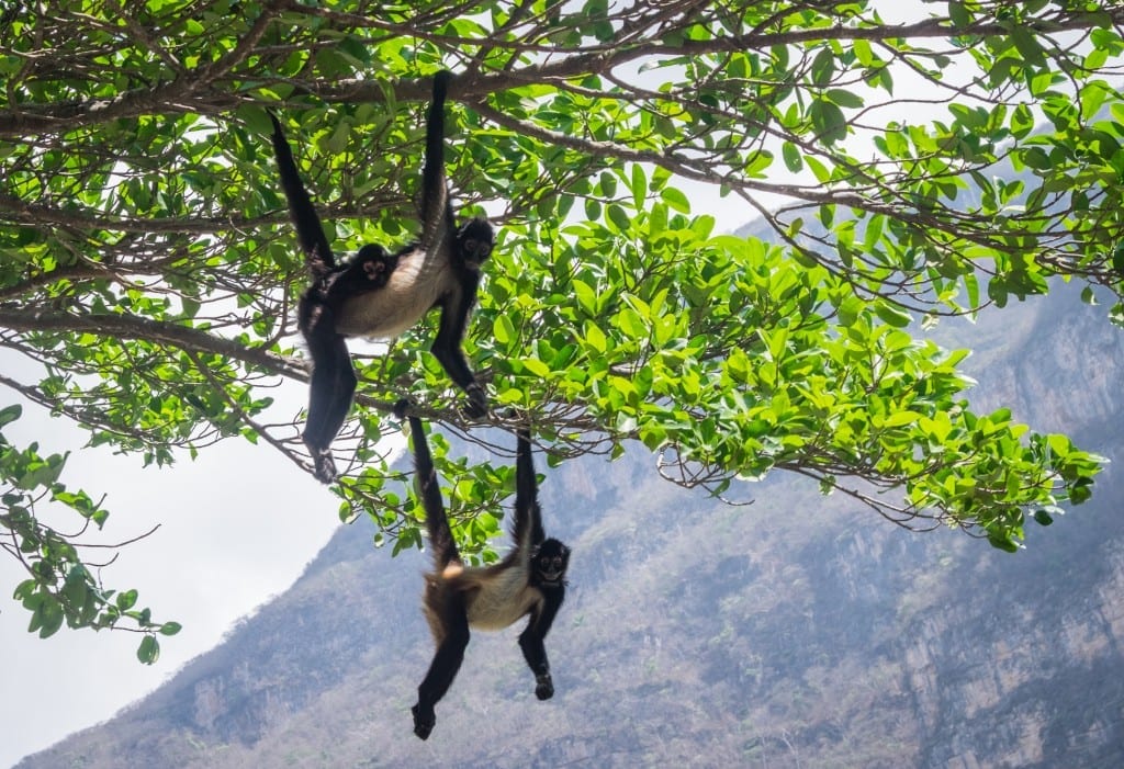 A mommy monkey hanging from a tree with one leg and one arm, her baby clinging to her, next to the daddy monkey hanging from the tree with the same arm and leg. Looks like copy and paste minus the baby.