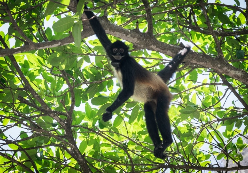 A skinny dark brown monkey hanging from a tree.