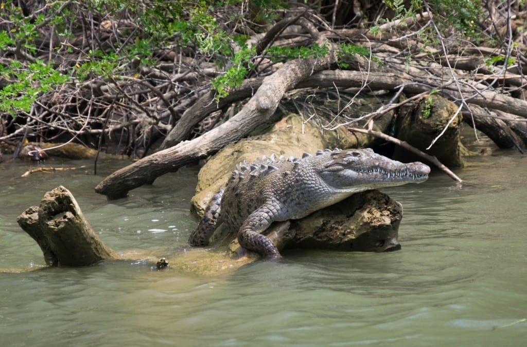 A real gray-green crocodile with a spiky back perched on a log in the river.