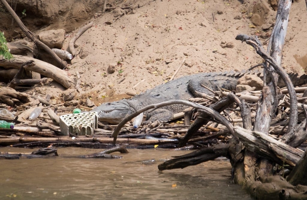 A gray crocodile statue on the banks of the river next to lots of trash and plastic bottles.