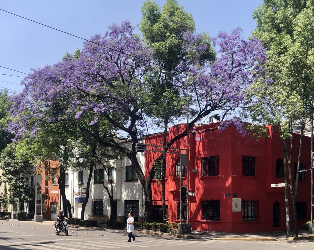 A street in Mexico City with a bright purple jacaranda tree above red and white buildings.