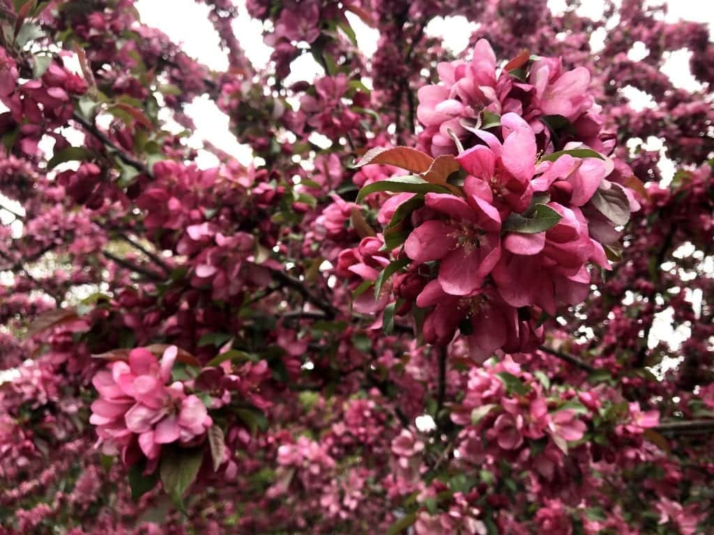 Bring pink azalea flowers clustered together in a tree