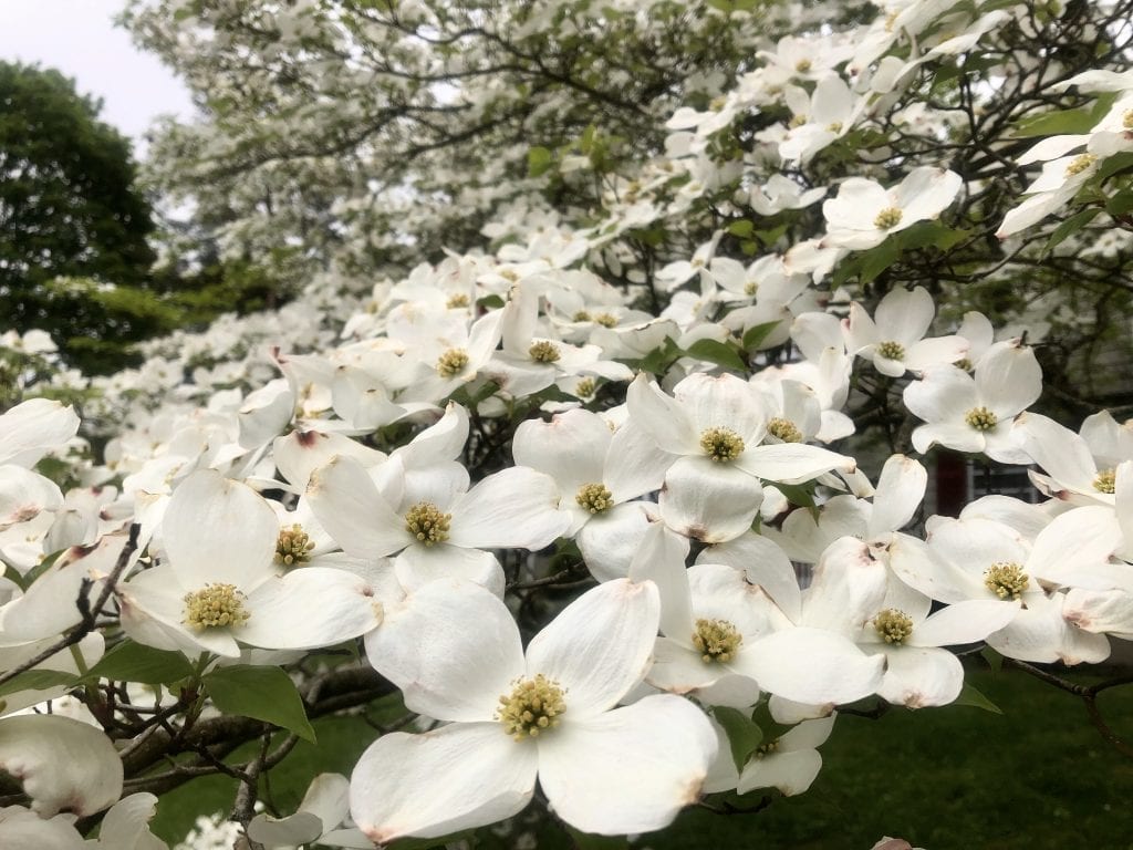 White flowers on a tree in Reading.