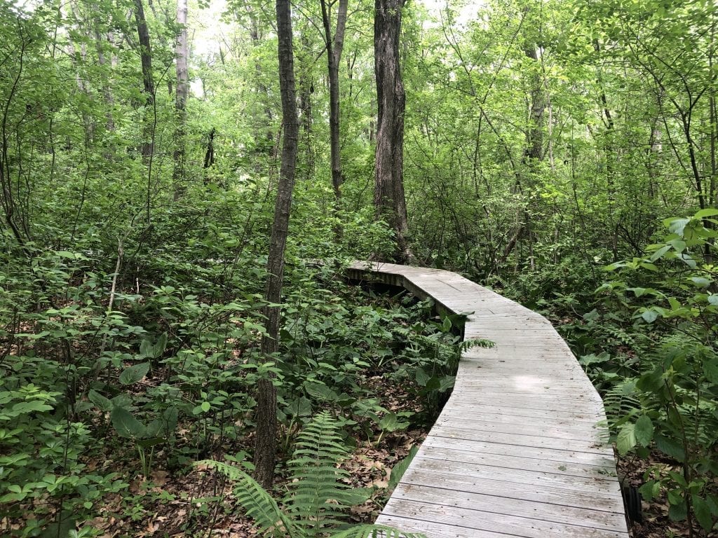 A planked path through the woods in Reading.