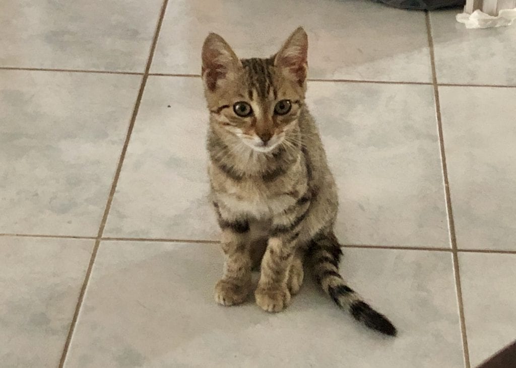 Kitty! A tiny gray-brown tabby kitten sitting and looking at the camera, looking adorable and with the softest fur ever.